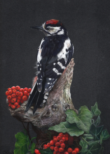 Oakley the Woodpecker - Photo by Jill Merrit